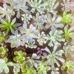 2 For $5 Succulents - Rosette Echeverias 