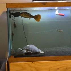 180 Gallon Fish Tank