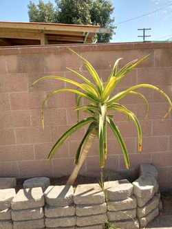 Aloe tree