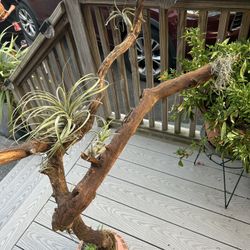 Tillandsias Plant 🌱 