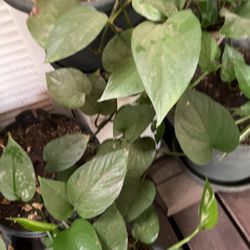Plant In Pot Decorative Inside Or Outside