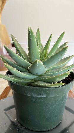 Aloe Brevifolia