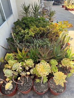 Large succulents plants