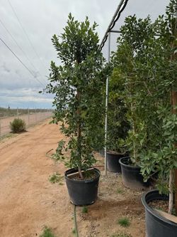 25g Ficus Column Trees
