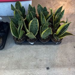 Snake Plants
