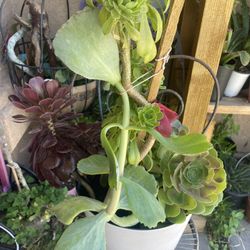 Succulents 