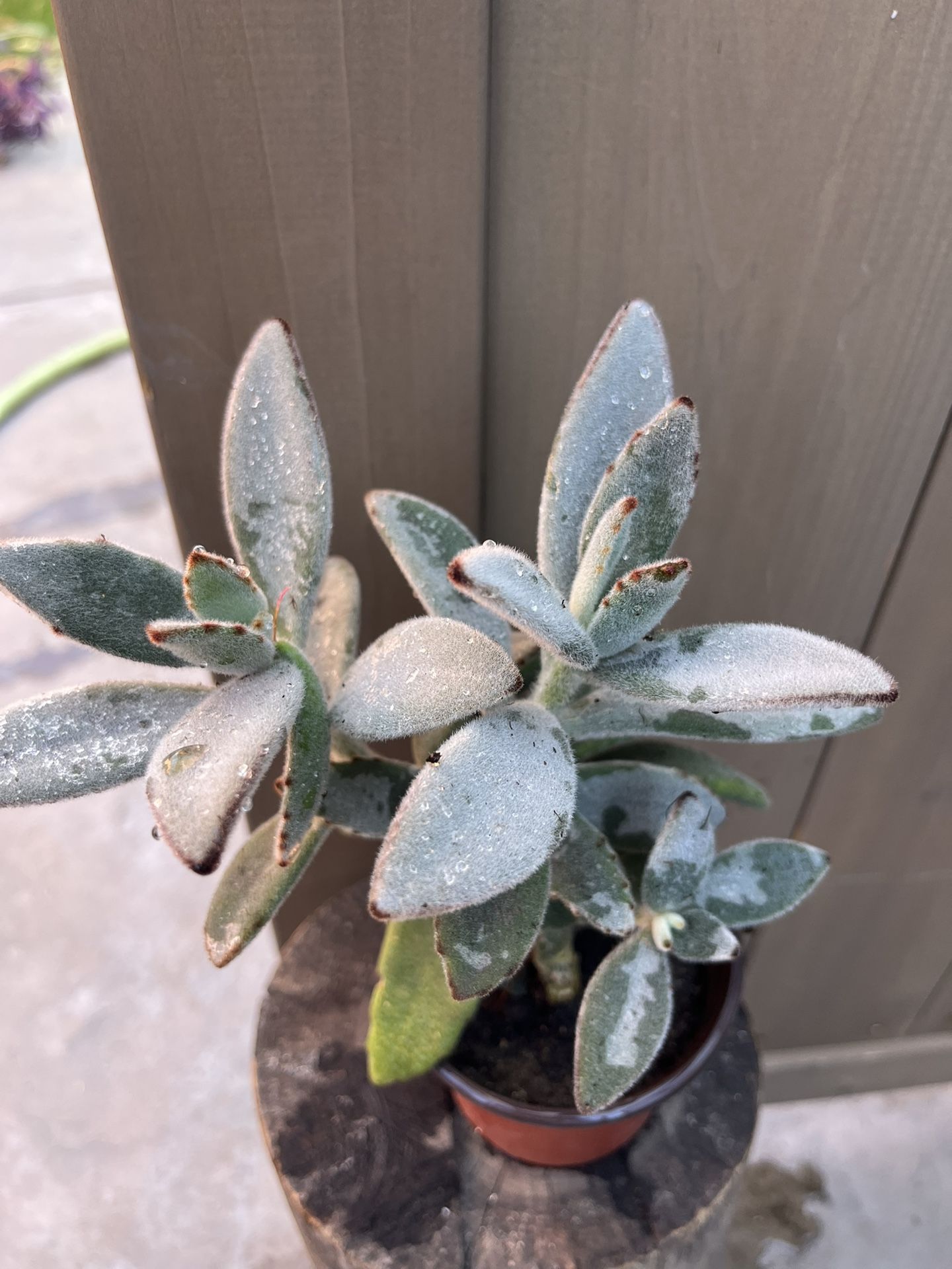 Plant