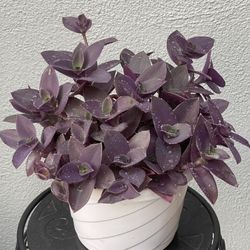 🌿 Tradescantia Pallida ‘Purple Fuzzy’ – Purple Heart Plant