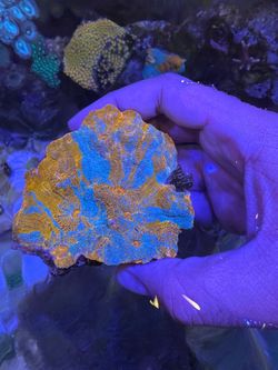 Fake blue and gold Goku chalice aquarium decoration