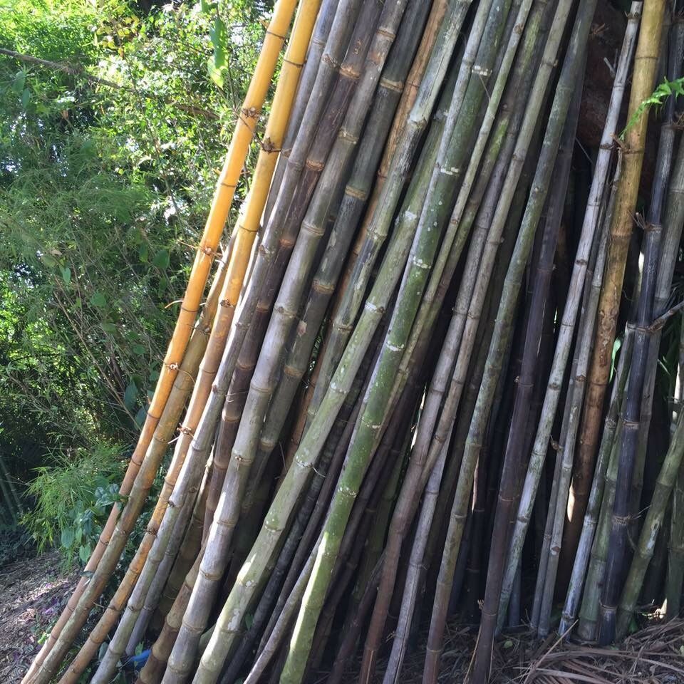 Dozen of Bamboo poles/wood