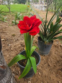 Amaryllis Plants