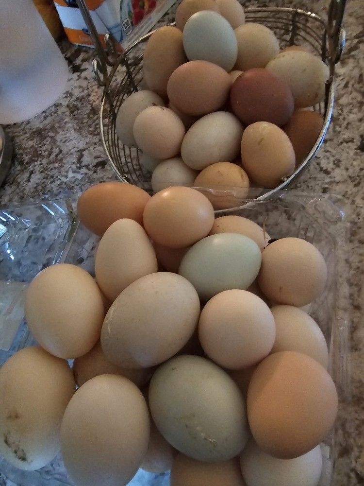 Fresh Fertile Chicken Eggs/ Huevo Para Encubadora