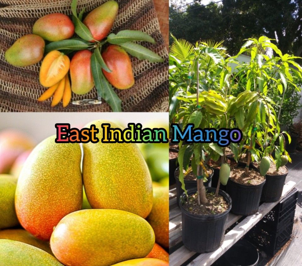 East Indian Mango Grafted Trees 3gal