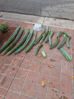 Free Cactus at curbside (pic =Tues 2:50pm)