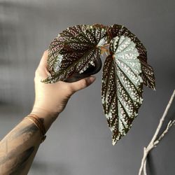 ✨ Maculata Pink Spot | Begonia✨