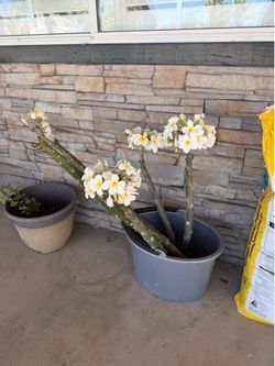 White plumeria
