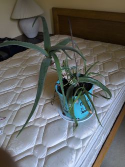 Aloe vera.