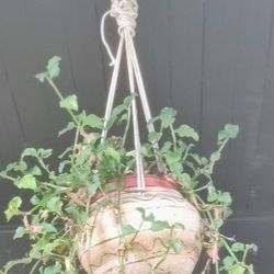 Vintage Hanging Ceramic Clay Planter With Plant Huh
