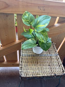 Golden pothos small plant