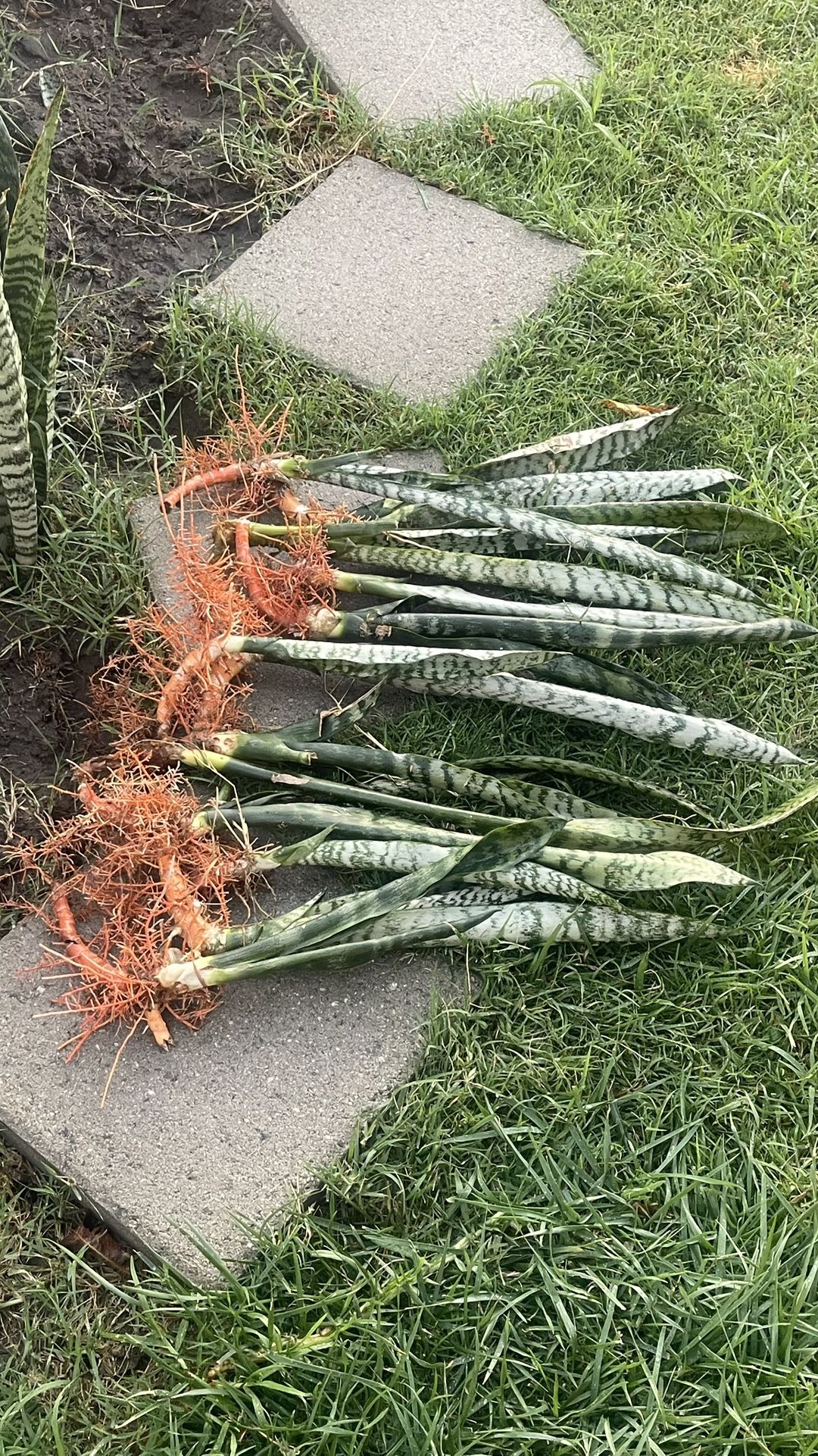 Snake Plant