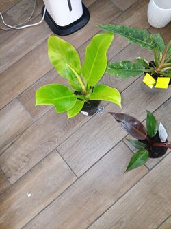 Philodendron bundle