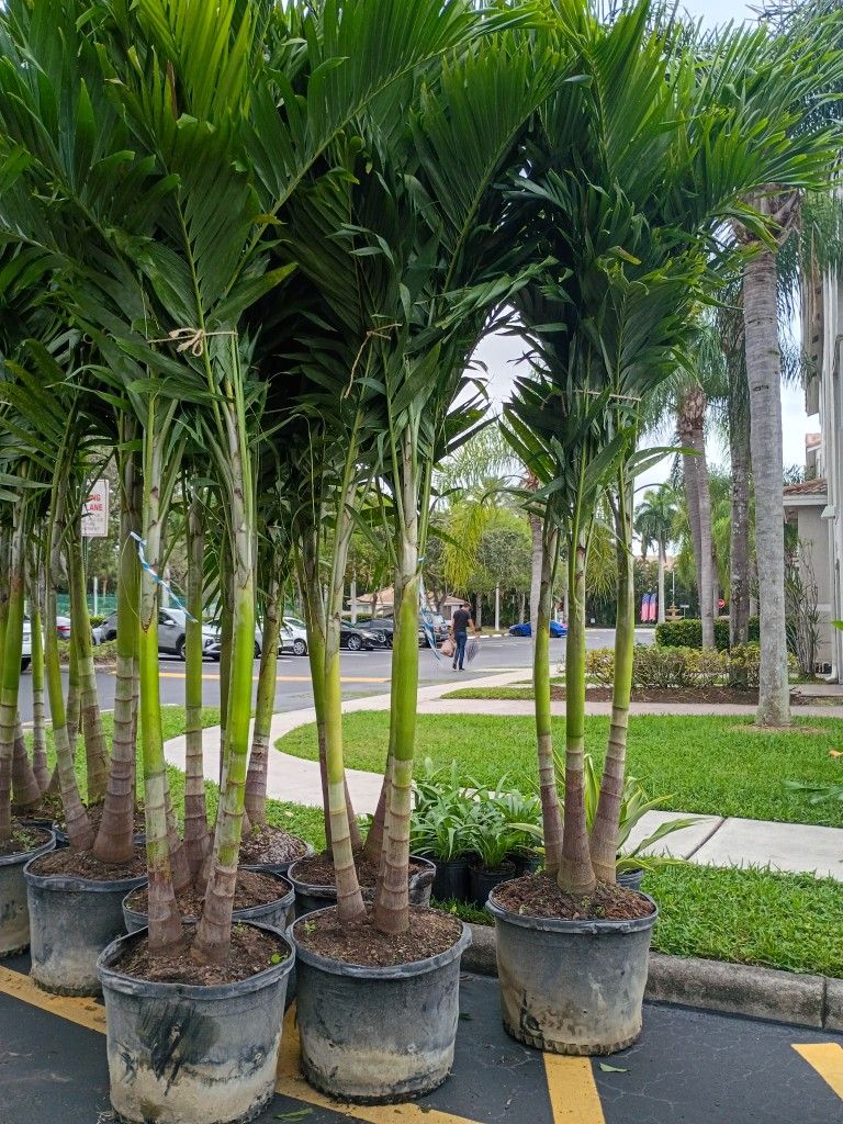 Christmas Palms Over 8 To 9 Feet Tall Instant Privacy Hedge For Fence