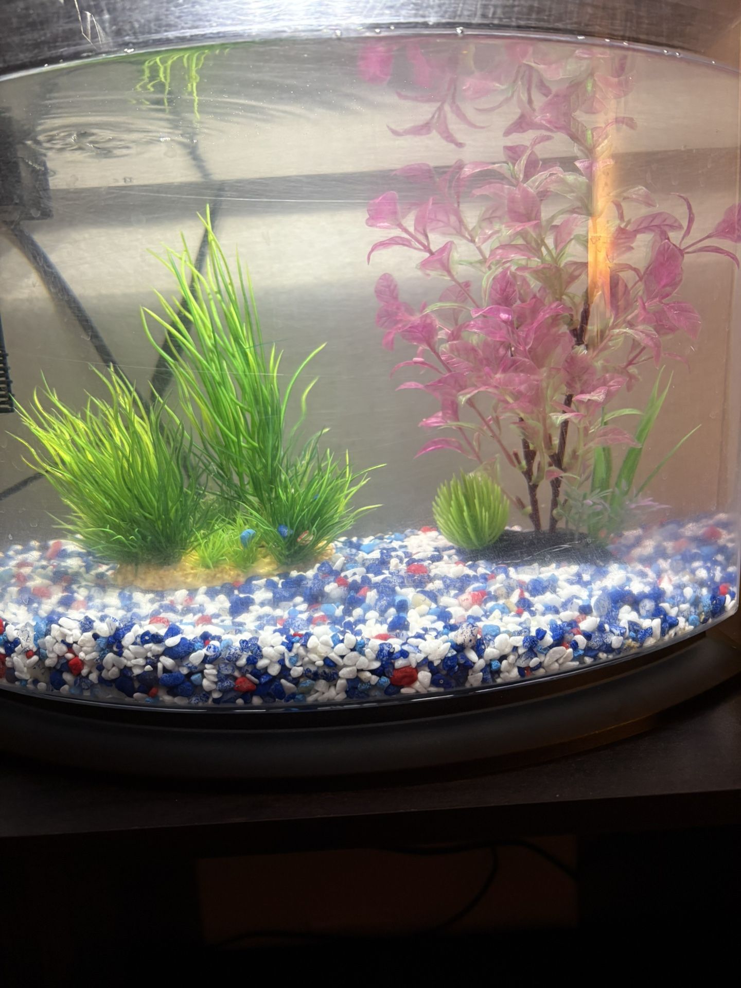 Fish tank, decorations, accessories, and food