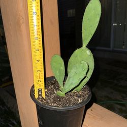 Cactus Plant