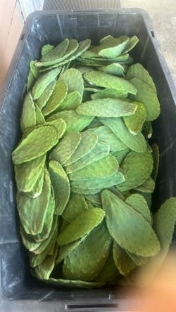 Nopales tiernitos $3 la libra 10 Libras $25