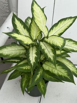 ♥️GORGEOUS♥️Dieffenbachia Dumb Cane  evergreen Plant❤️LOW MAINTENANCE 🙏PLS READ DESCRIPTION