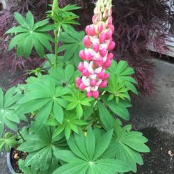 Pink Lupine 