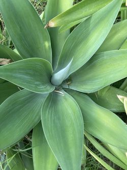 Agave Succulents