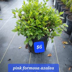 Formosa Azalea Plant