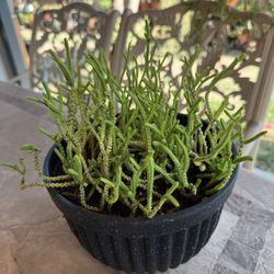 Small Hanging Succulent Plant 