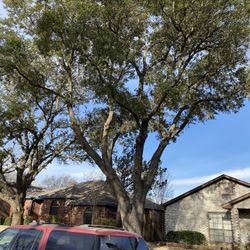 GOOD PRICE ON 🌳🌳Removal 