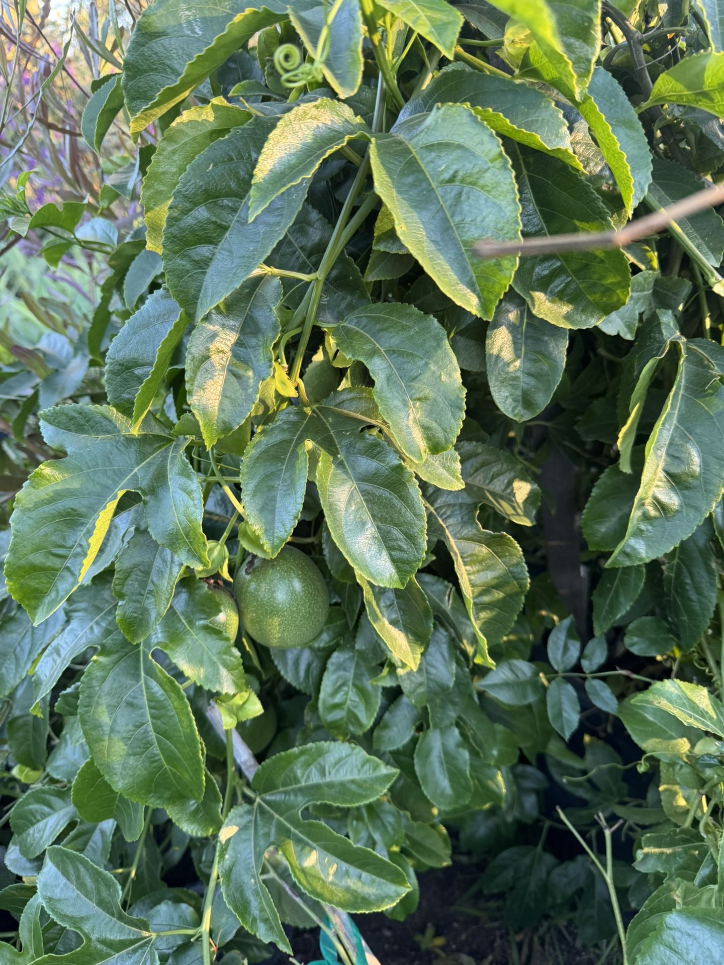 Passion Fruit Trees