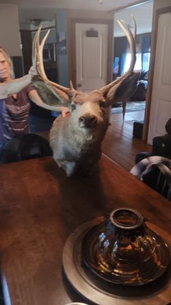 Mule deer