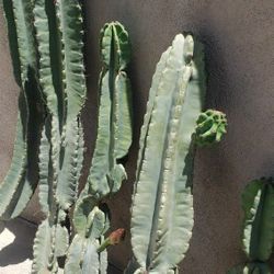 Cactus apple ceres cuttings each