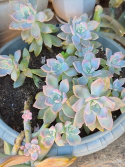 Planta