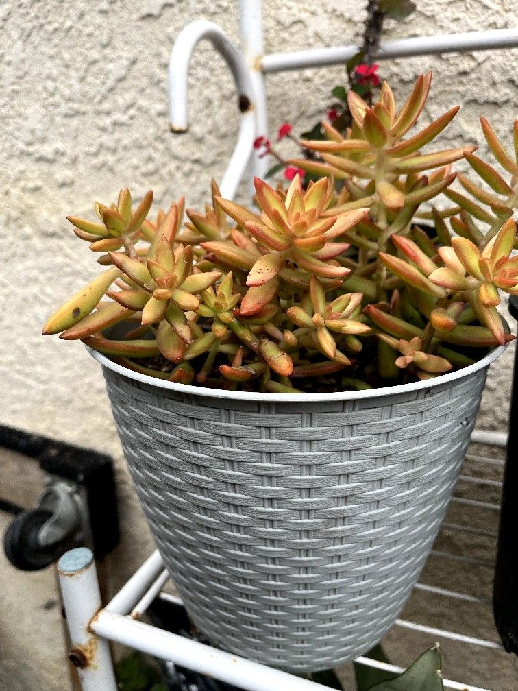 Plants $15 Each Pot PLEASE scroll Pictures