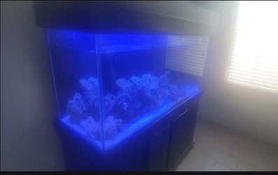 Fish Tank