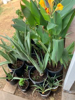 Aloe Vera and Canna Lily Plants
