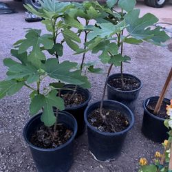 Misión Black Fig Trees Almost 3 Feet From The Ground Above $35 Each price Firm