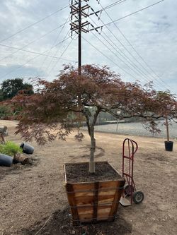 Crimson queen Japanese maple