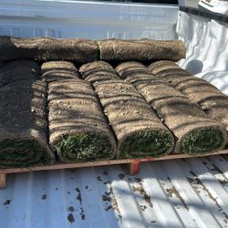 Free Fescue Sod