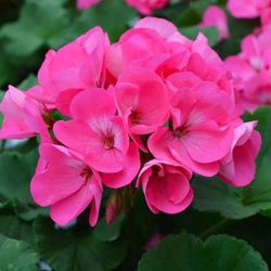 Pink Geraniums 