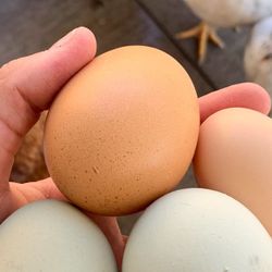 Farm fresh Hen Eggs 
