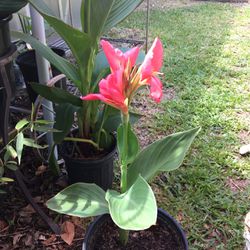 Canna Lily O Coyol, Pink