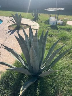 Blue agave beautiful