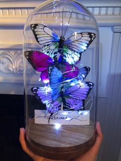 New Butterflies in Glass Dome